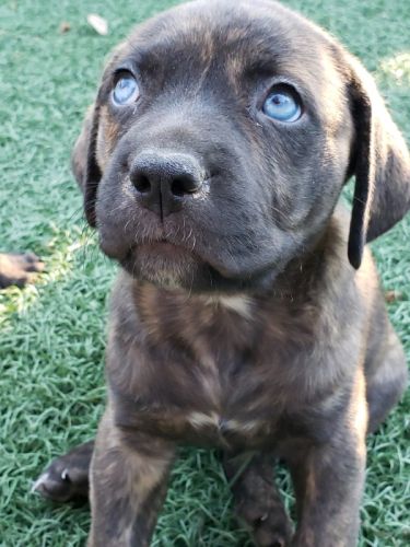 Cane Corso/Bullmastif 