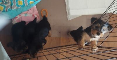 Little Cutis Purebred Yorkies 