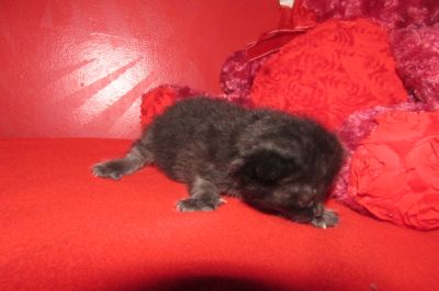 Ragdolls for sale