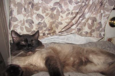 Ragdoll kittens for sale