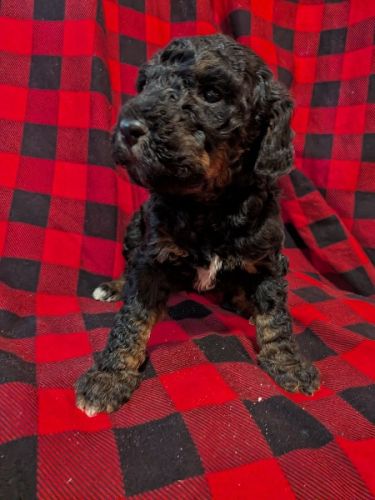 Male Golden Sheepadoodle Pup