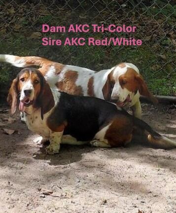AKC Dam and Sire.JPG