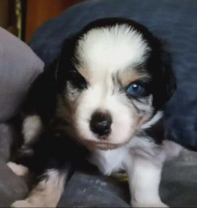 &quot;Axel&quot; Minimal Blue Merle Toy Male Aussie