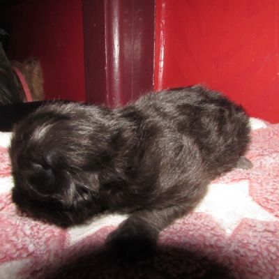 Ragdoll kittens for sale