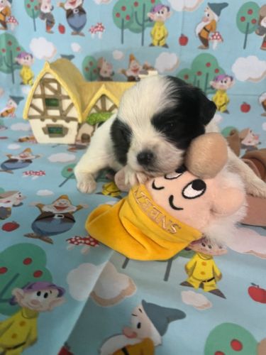 lhasa apso cute playful puppies 
