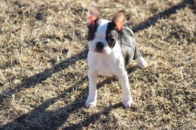 CKC Boston Terrier Puppies !