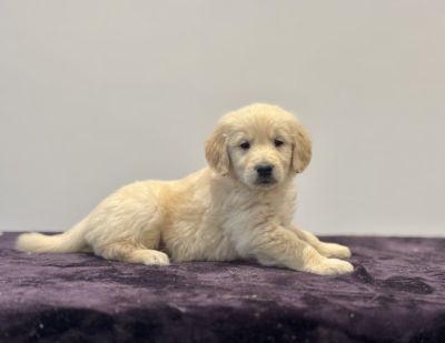 Golden retriever puppies