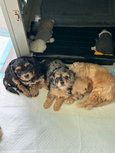 Toy Cavapoo puppies