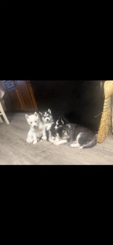 Siberian Huskey puppies for sale