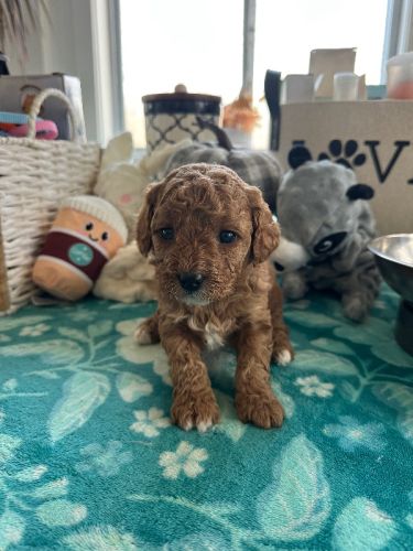 Female toy Irish Cavapoo puppies
