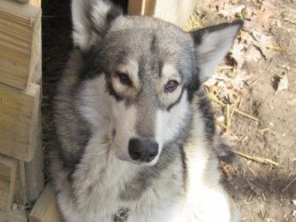 wolf cubs for sale