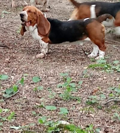 AKC Basset Hound Adult Male 2 years old