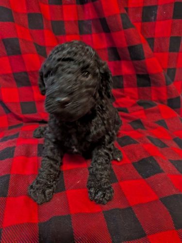 6 week old Male Golden Sheepadoodle 
