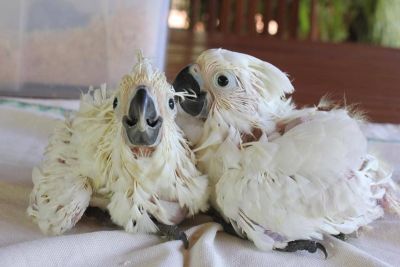 Colorful, playful cockatoo parrots 