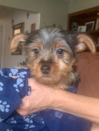 Cuties 2 Adorable Male&#039;s  Purebred Yorkies 