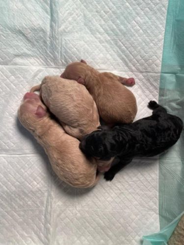 Toy Poodle puppies 