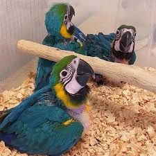 stunning blue and macaw parrots