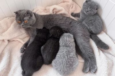 Scottish Fold kittens for sale,