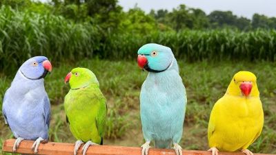 Indian Ringneck parrots Available 