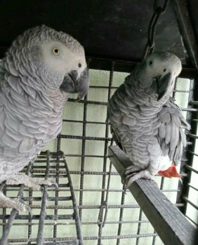 African Grey Parrots for sale in OH