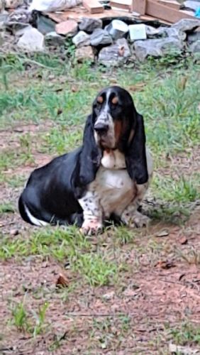 AKC ADULT BASSET HOUND FEMALE, Tri -colo
