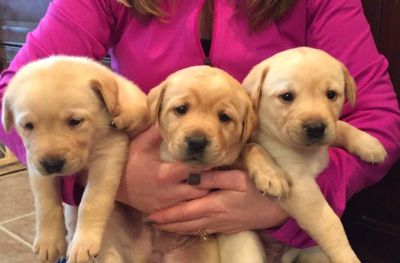Golden Labrador puppies for adoption