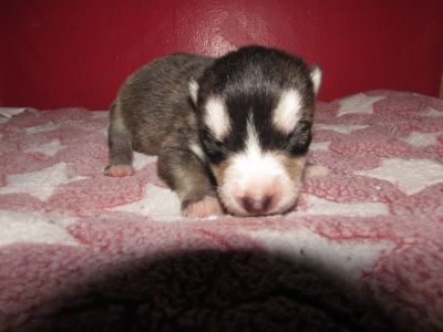 wolf cubs for sale