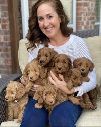 Amazing Golden Doodle Puppies 