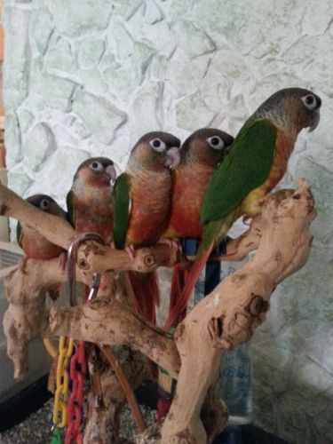 Yellowsided Green Cheek Conures for Sale in So FL