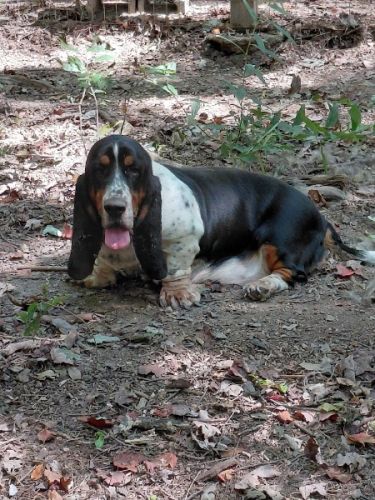 AKC BASSET HOUND - Adult FEMALE - $300 - NC 