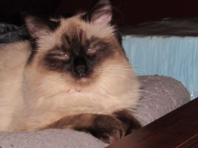 Ragdoll kittens for sale