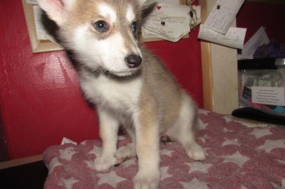 wolf cubs for sale