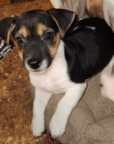 Ckc Jack Russell Terrier