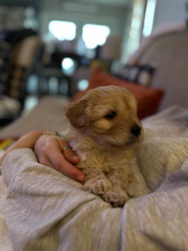Gorgeous Cavapoo puppies